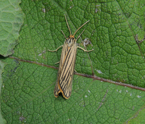 Chrisocrambus. No, Coscinia striata - Erebidae